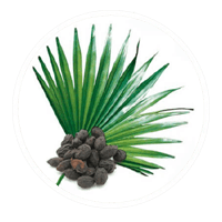 Saw palmetto